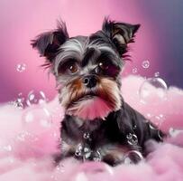Cute Dog Close-up Portrait In The Bathroom In Shampoo In A Towel. Grooming And Dog Care. content, photo