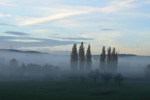 bajo niebla a ciprés arboles foto