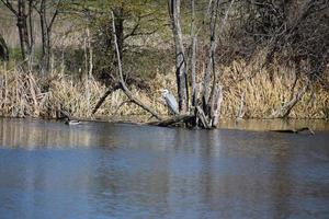 Heron on a dead Tree in a blue Lake photo