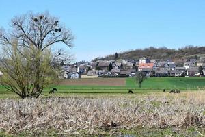 Cattle on the Fields at a village photo