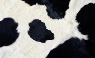 real negro y blanco vaca esconder foto