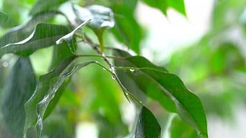 Sprayed water is falling on the leaves of a green plant. Close-up video