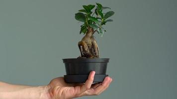 Men's hand sprayed bonsai with water. Close-up. Slow motion video