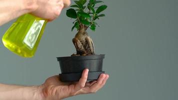 Men's hand sprayed bonsai with water. Close-up. Slow motion video