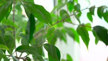 Sprayed water is falling on the leaves of a green plant. Close-up video