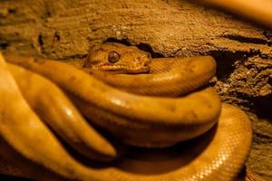 serpiente arrollado dentro un pelota foto