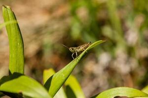 Green grasshopper sitting on green leaf photo