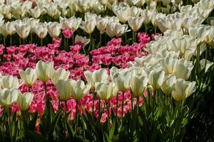 Spring field of colorful tulips photo