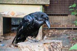 Beautiful black crows sit on a stump photo