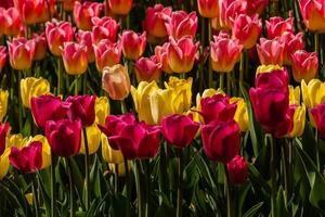 Spring field of colorful tulips photo