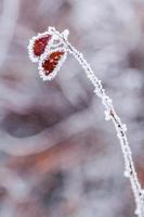 hojas de invierno cubiertas de nieve y escarcha foto