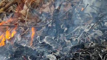 Burning leaves and branches, fire close-up, bonfire. Forest fires. Problems of ecology. video