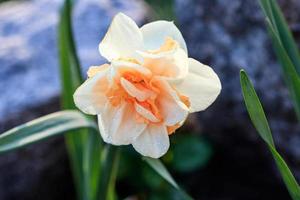 beautiful summer Double daffodils photo