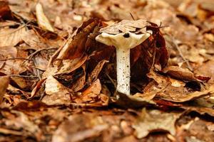 beautiful mushrooms under yellow, orange forest leaves photo