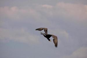 black cormorant bird in flight on a background of the blue cloudless sky photo