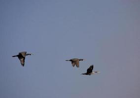 black cormorant bird in flight on a background of the blue cloudless sky photo