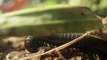 Close up film of centipede moving on the ground with grass, insect, animal, nature video