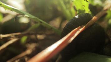 Close up film of centipede moving on the ground with grass, insect, animal, nature video