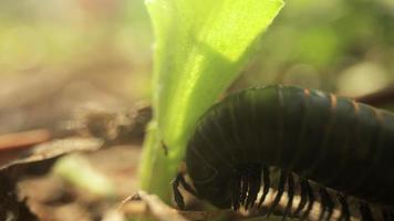 Close up film of centipede moving on the ground with grass, insect, animal, nature video