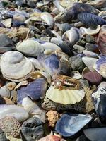 The concept of a wedding. Gold ring on a seashell photo