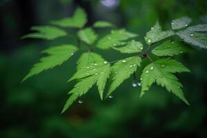 a close-up of wet textured leaves in a dewy morning in the forest. photo