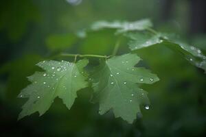 a close-up of wet textured leaves in a dewy morning in the forest. photo