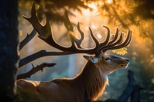 A majestic deer with antlers standing proudly in the forest at dawn. photo