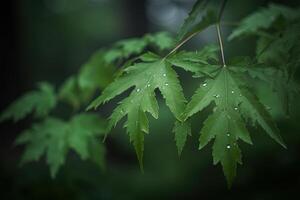 a close-up of wet textured leaves in a dewy morning in the forest. photo