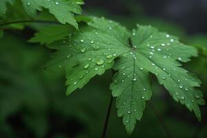 a close-up of wet textured leaves in a dewy morning in the forest. photo