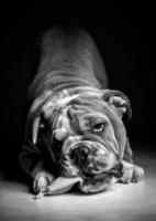Playful English bulldog pup in black and white photo