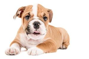 Cute puppy of English Bulldog photo