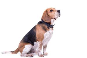 Cute beagle isolated photo