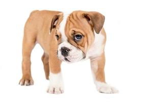 Little english bulldog puppy photo