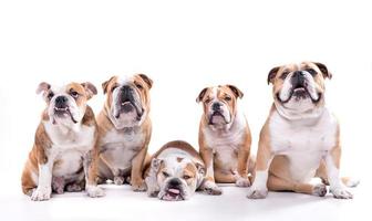 Group of english bulldogs photo