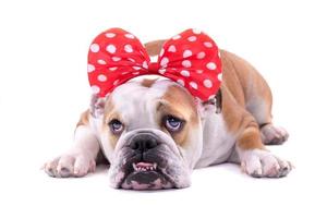 Cute female of English bulldog photo