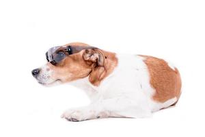 Jack russell terrier with glasses photo