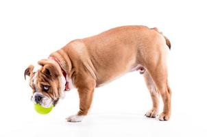 Playful English bulldog pup on white background photo