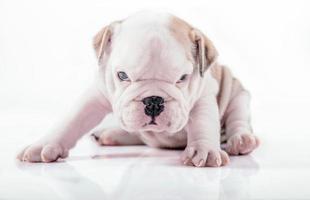 English bulldog pup posing photo