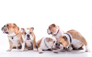 Happy family of bulldogs photo