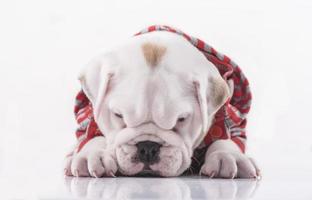 Sad English bulldog puppy photo