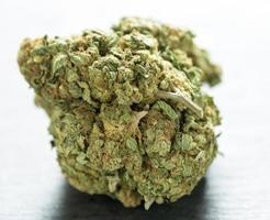 Sweet green bud photo