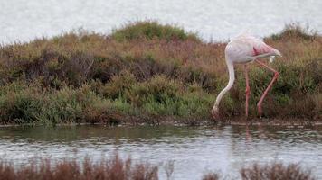 flamingos standing in shallow delta water in winter in spain video