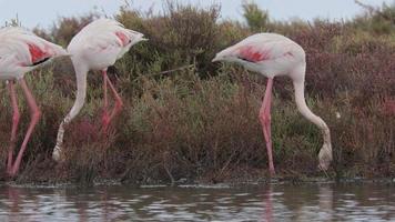 flamingo's staand in Ondiep delta water in winter in Spanje video