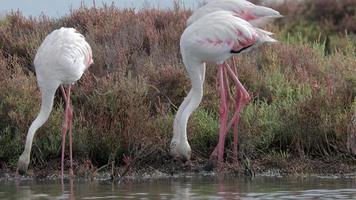 flamingos standing in shallow delta water in winter in spain video