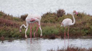 flamingos standing in shallow delta water in winter in spain video