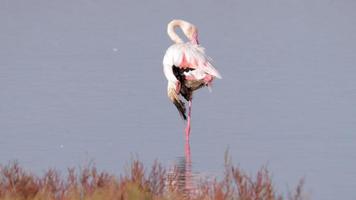 flamants roses permanent dans peu profond delta l'eau dans hiver dans Espagne video