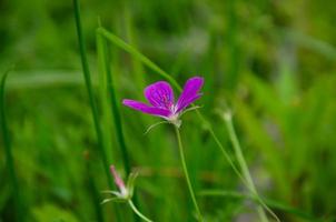 forest geranium flower grows in the forest, in the field photo