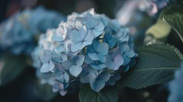 Hydrangea flower background. Illustration photo