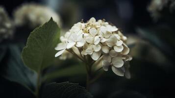 Hydrangea flower background. Illustration photo