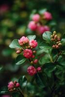 Pink flowers on tree. Illustration photo